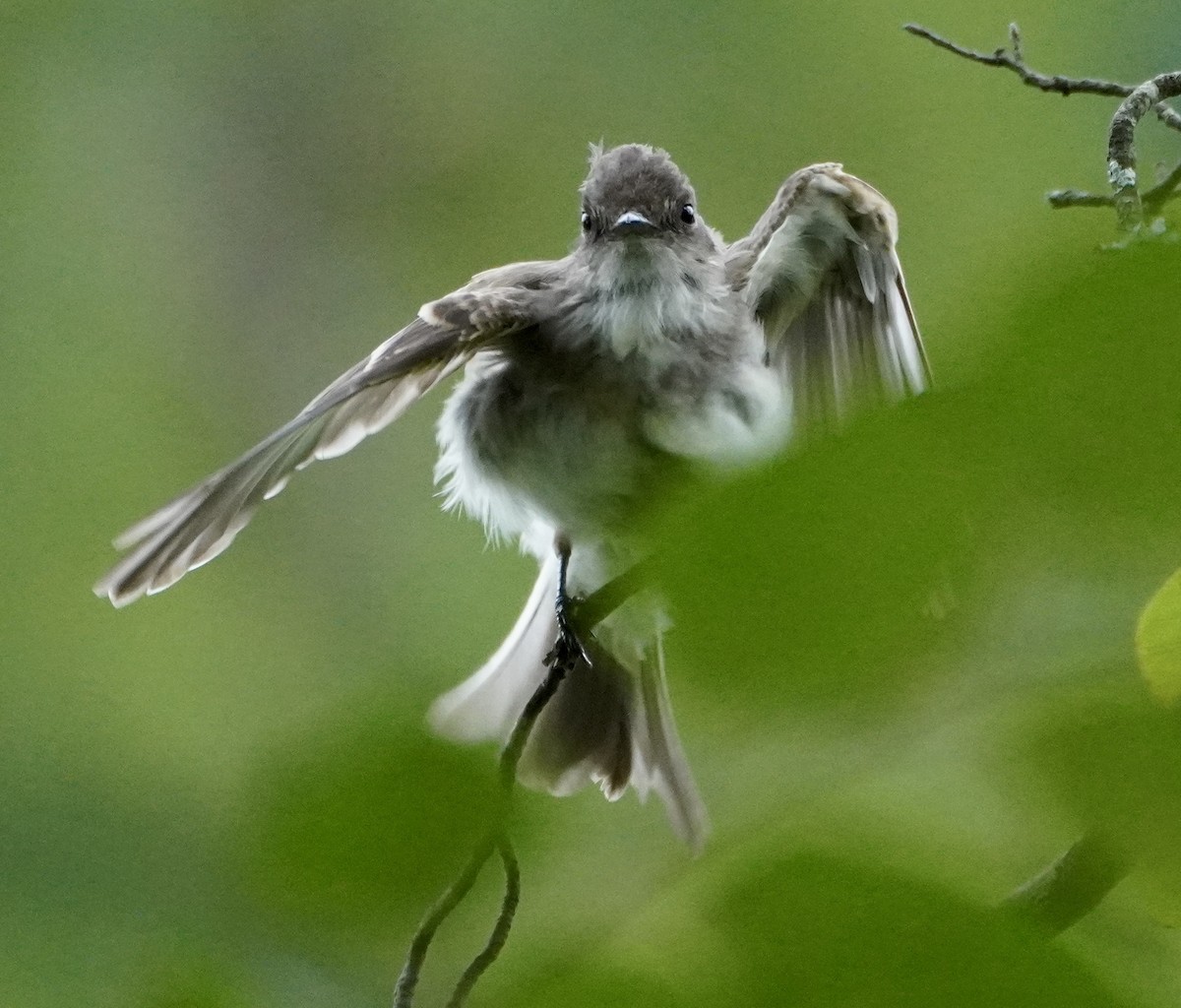Eastern Phoebe - ML638998712