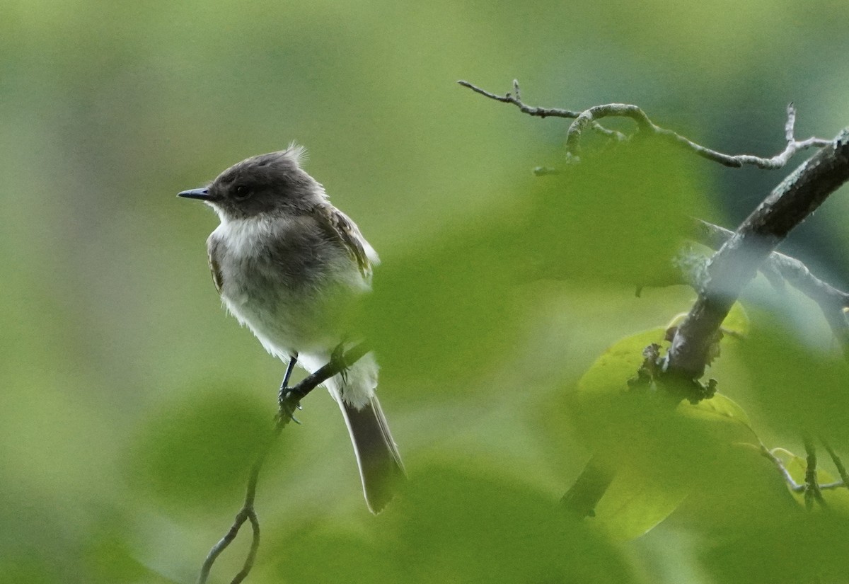 Eastern Phoebe - ML638998713