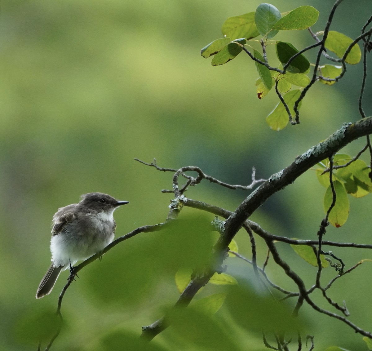 Eastern Phoebe - ML638998714