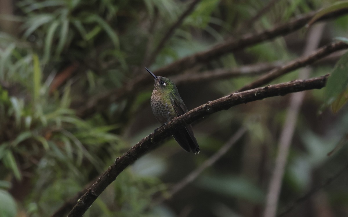 Scaled Metaltail - ML638998715