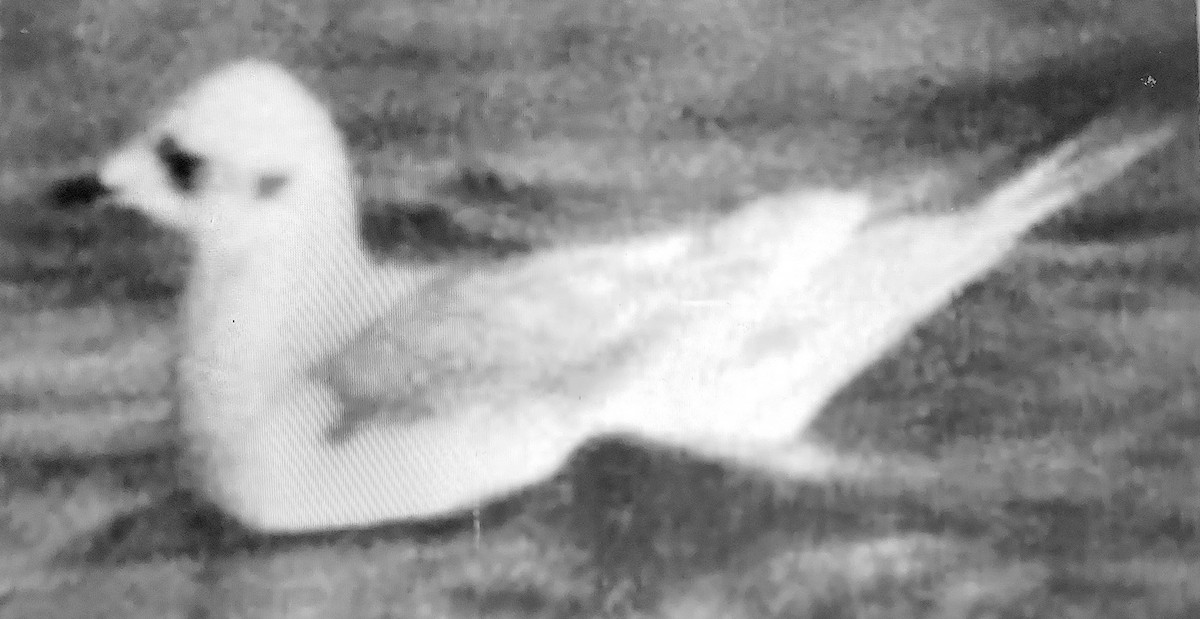 Ross's Gull - ML638998732