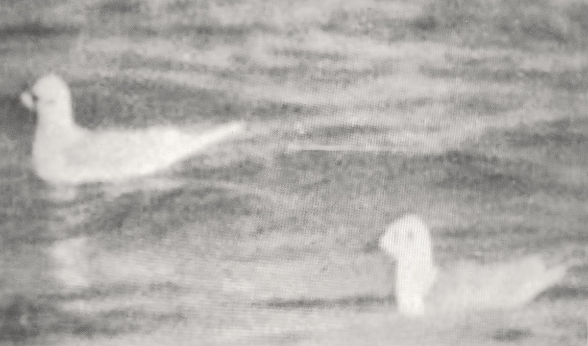 Ross's Gull - ML638998733