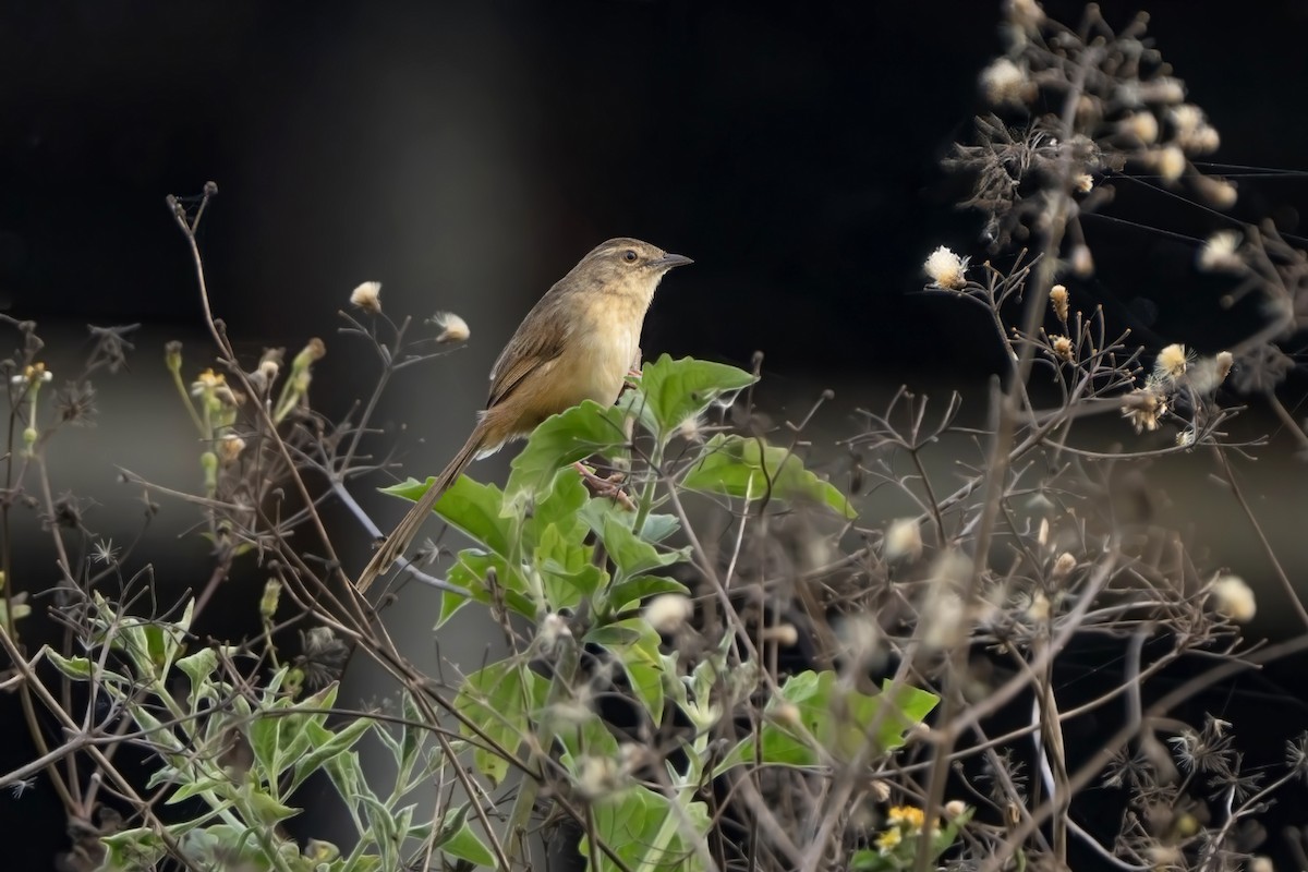 Annam Prinia - ML638998771