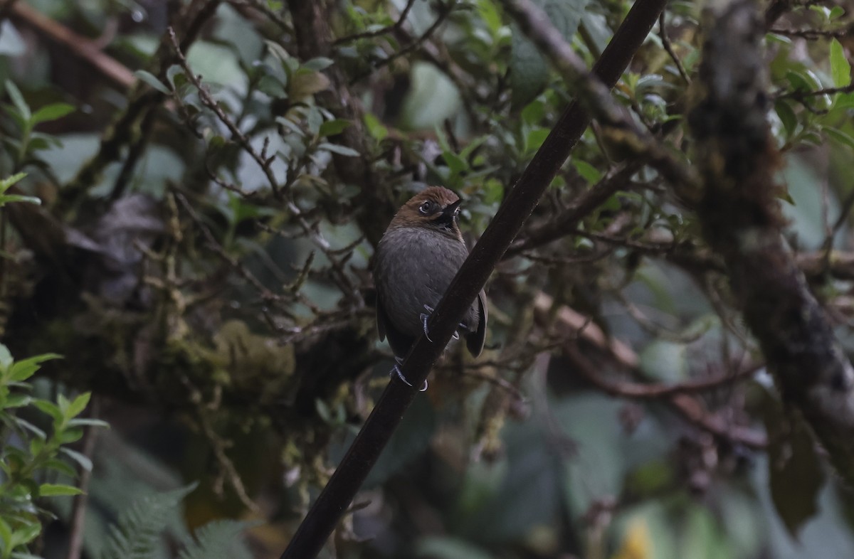 Black-throated Thistletail - ML638998777