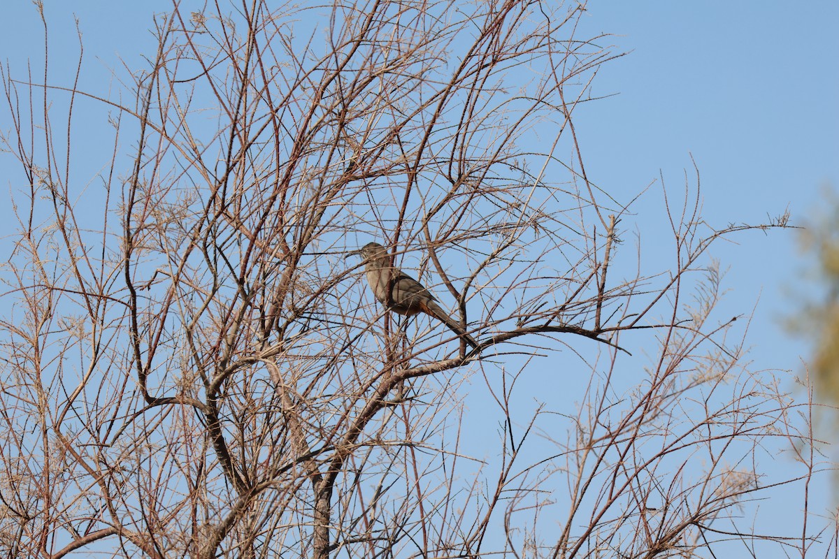 Crissal Thrasher - ML638998785
