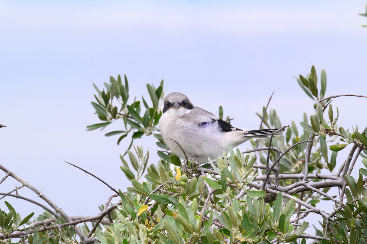 Loggerhead Shrike - ML638998791