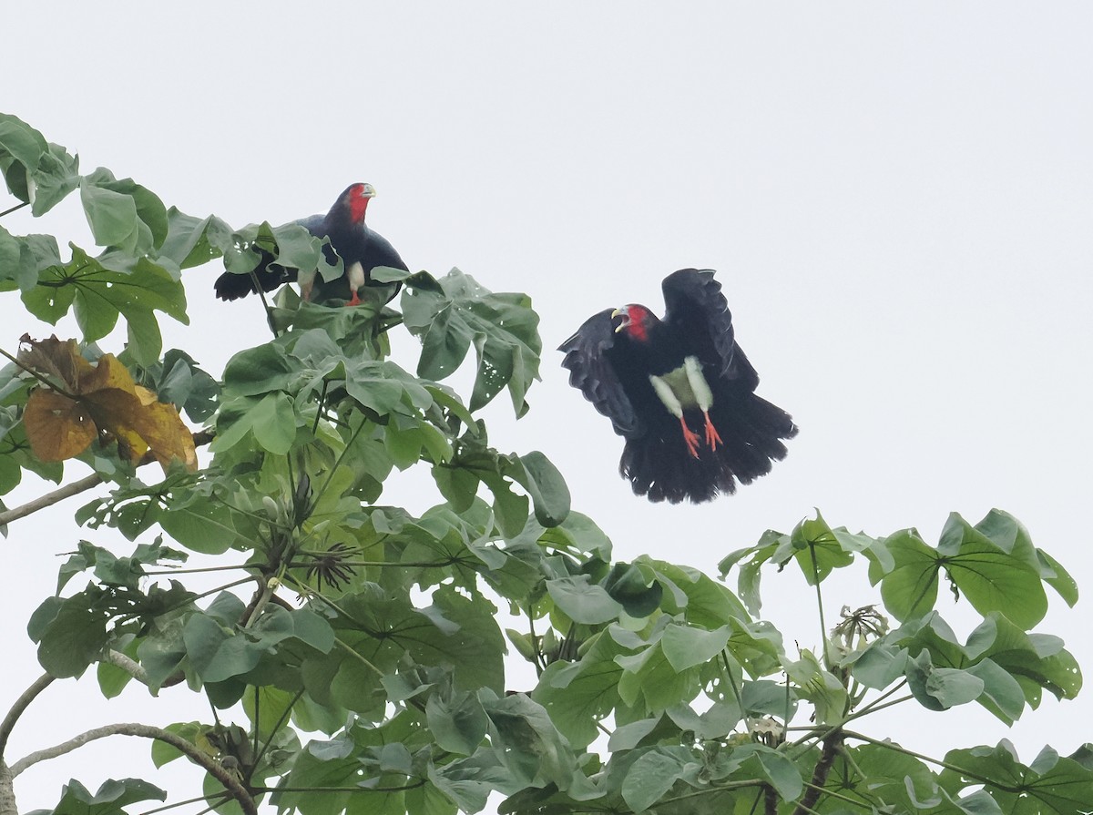 Red-throated Caracara - ML638998808