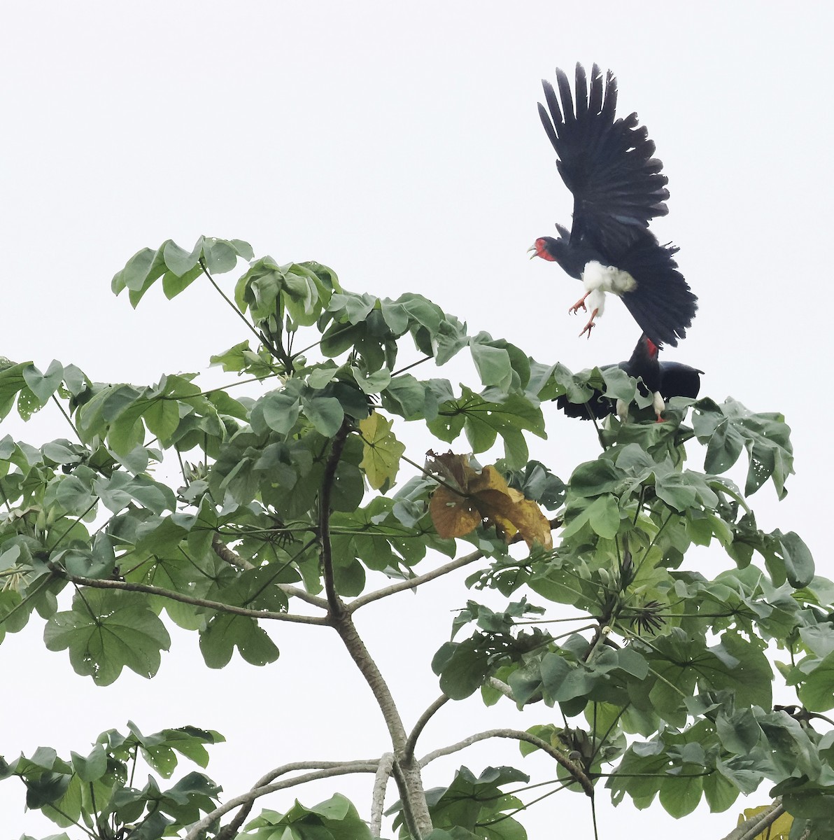 Red-throated Caracara - ML638998809