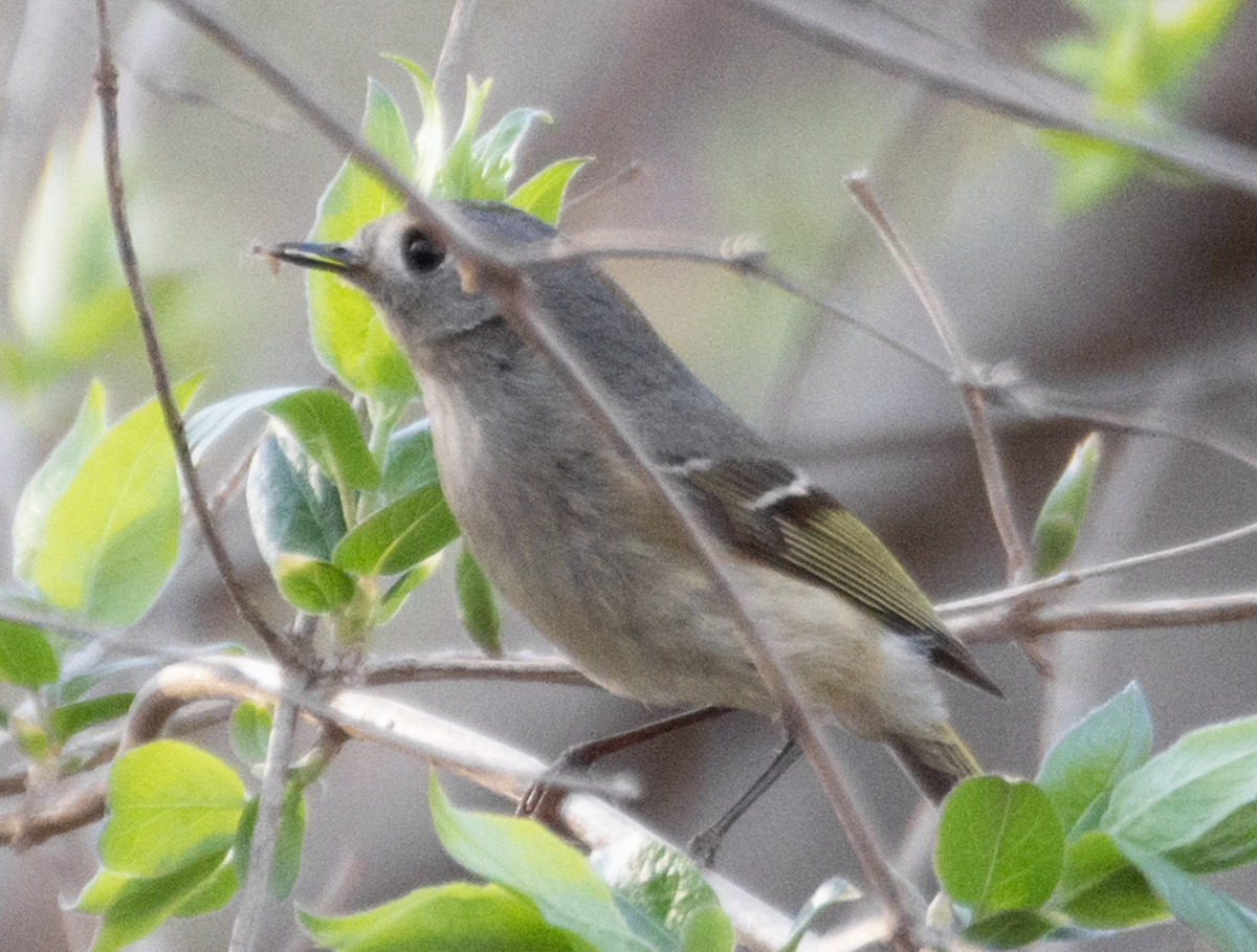 Ruby-crowned Kinglet - ML638998814
