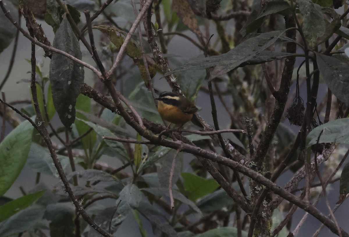 Superciliaried Hemispingus - ML638998817