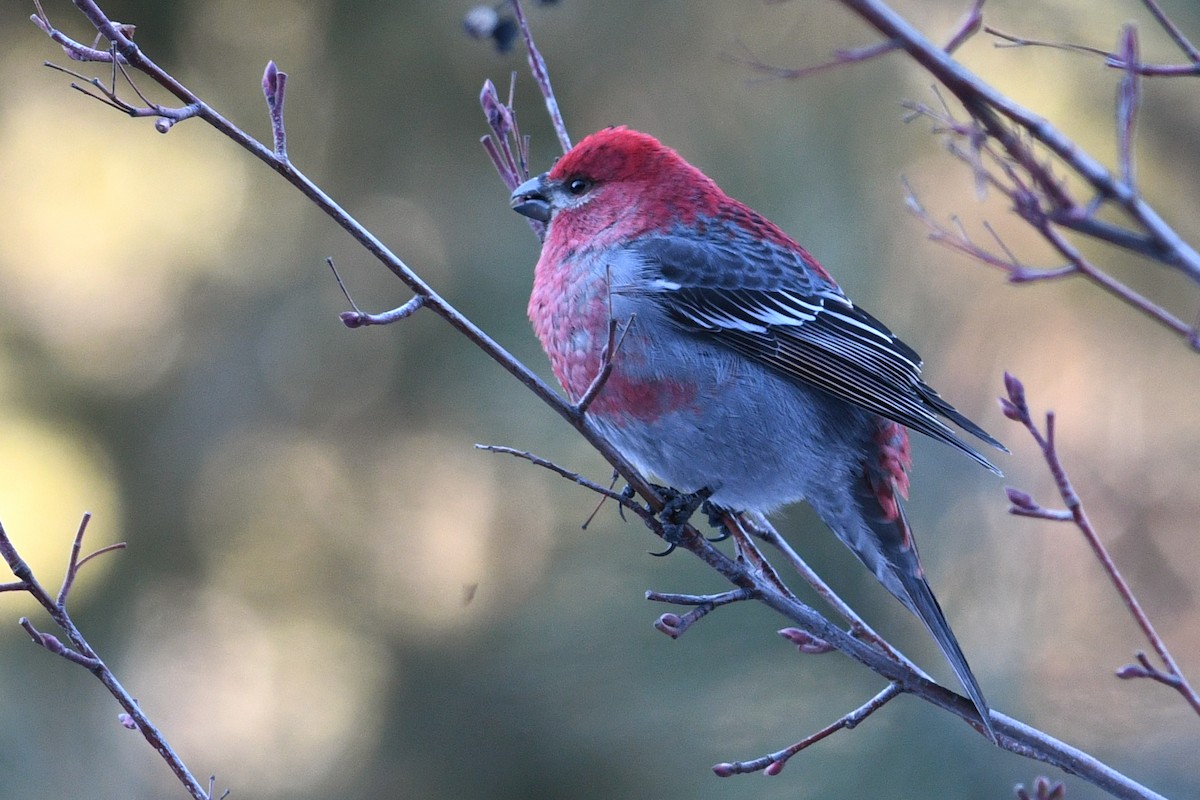 Pine Grosbeak - ML638998826