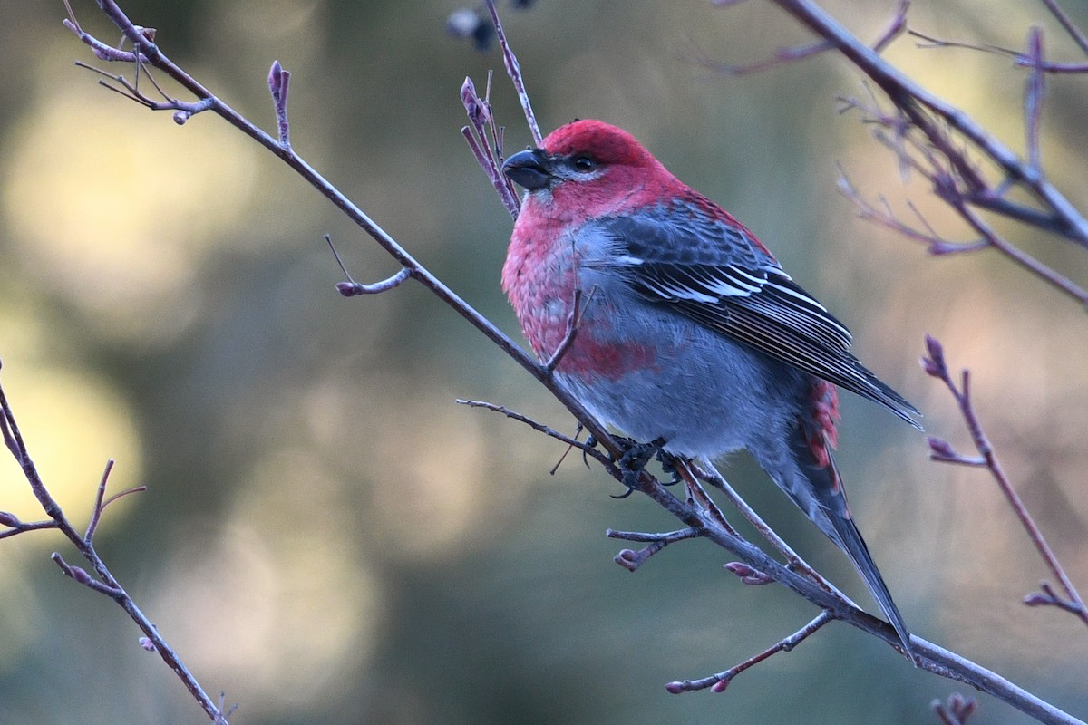 Pine Grosbeak - ML638998827