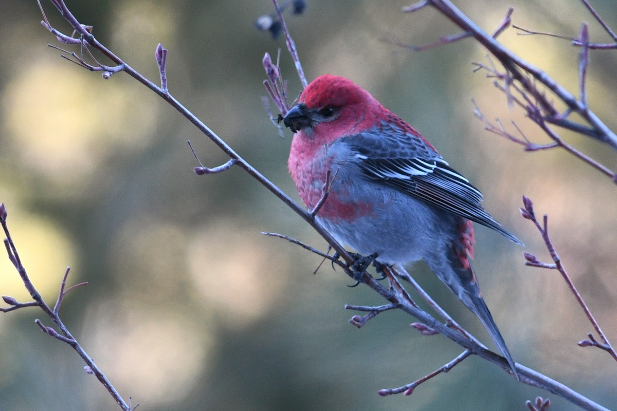 Pine Grosbeak - ML638998828