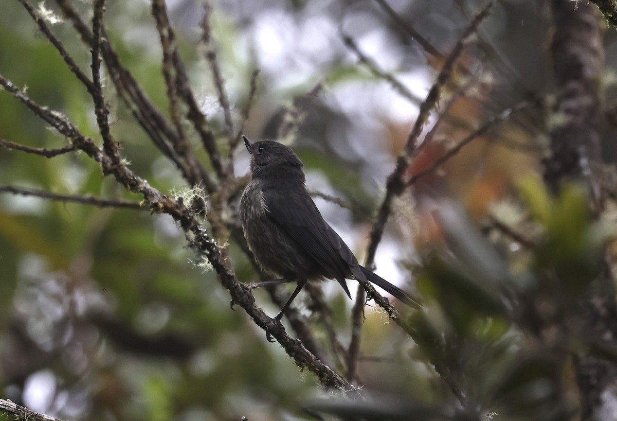Black-throated Flowerpiercer - ML638998855