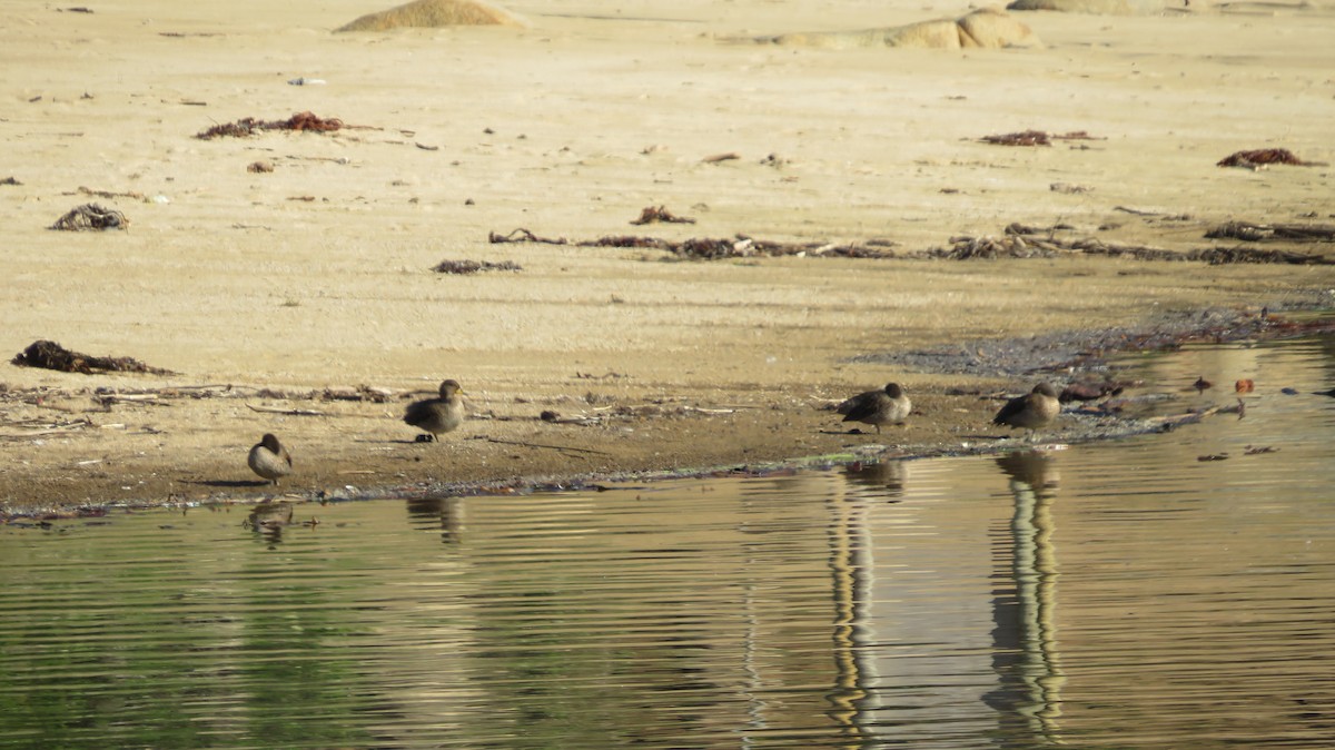 Yellow-billed Teal - ML638998860