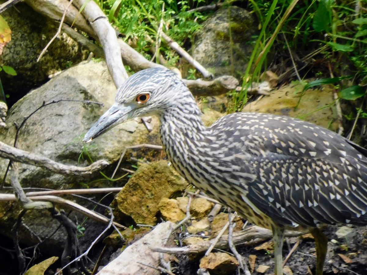 Yellow-crowned Night Heron - ML638998874