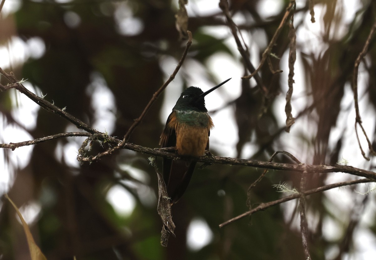 Violet-throated Starfrontlet - ML638998880