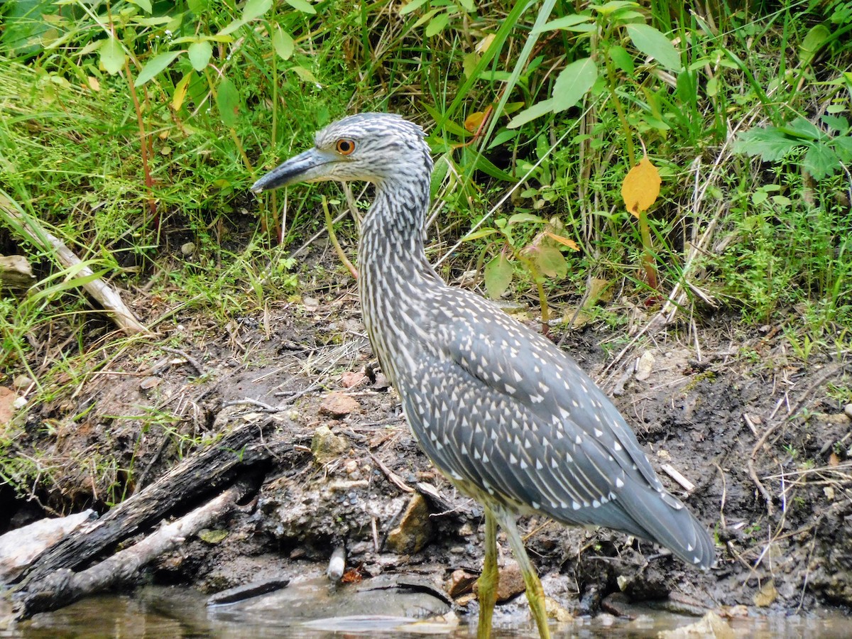 Yellow-crowned Night Heron - ML638998883