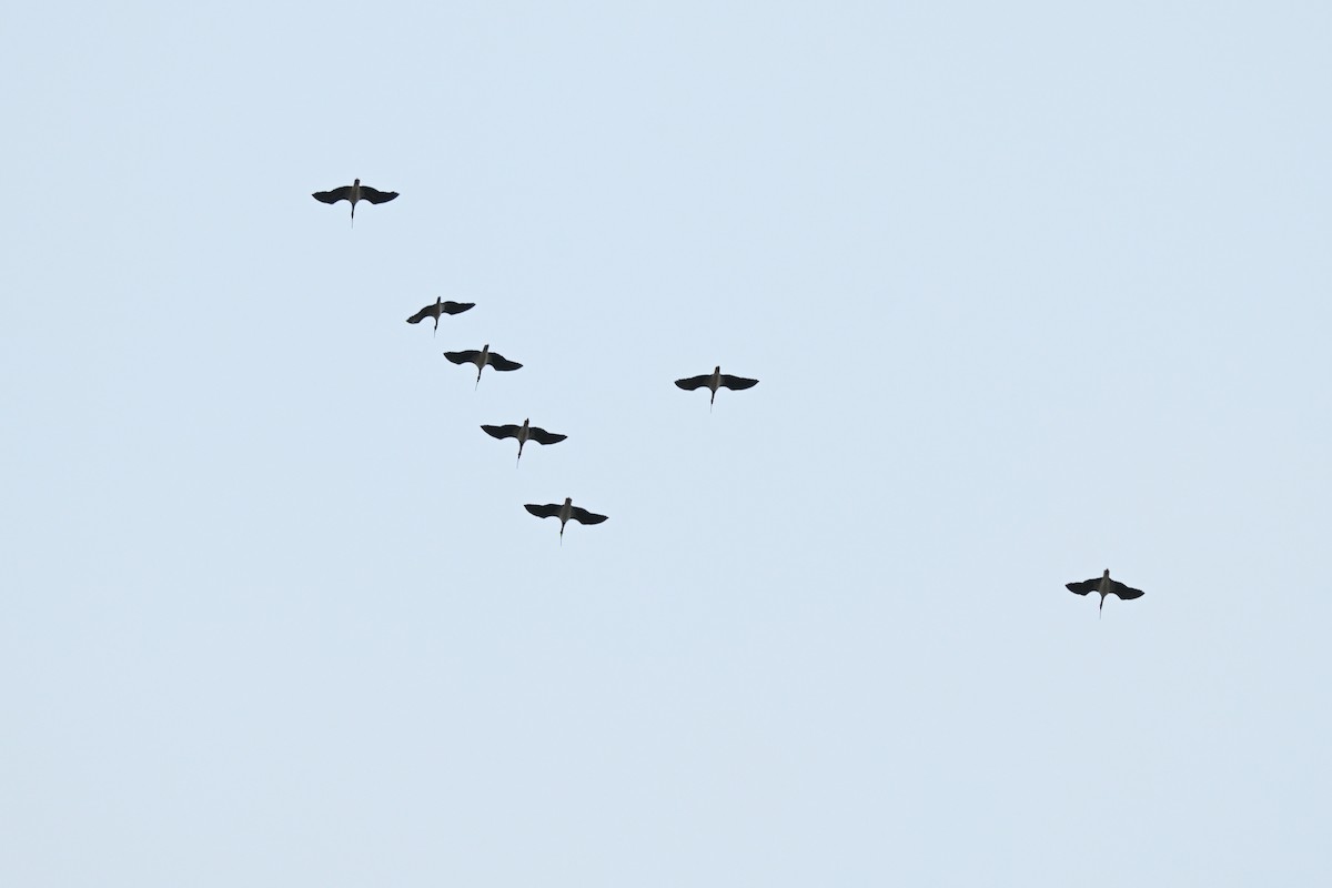Ibis d'Australie - ML638998895