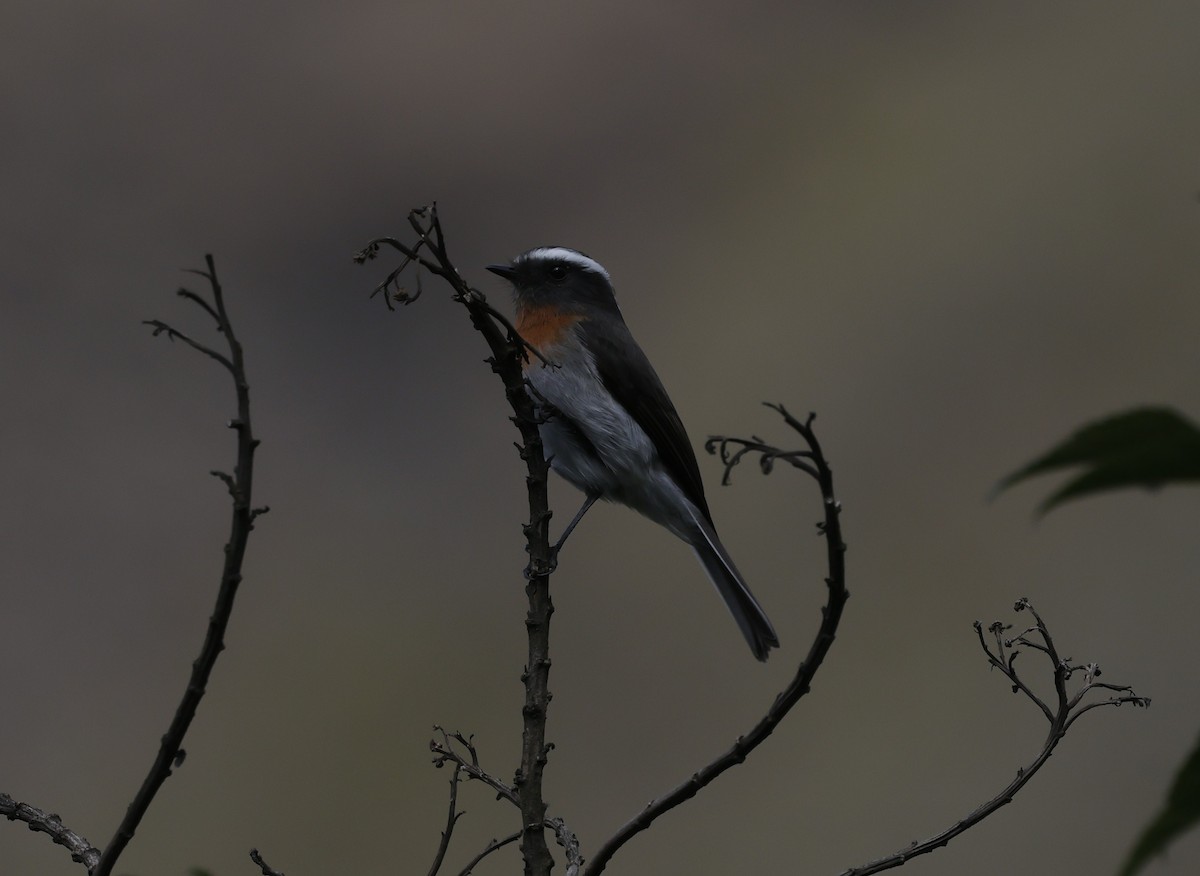 Rufous-breasted Chat-Tyrant - ML638998901