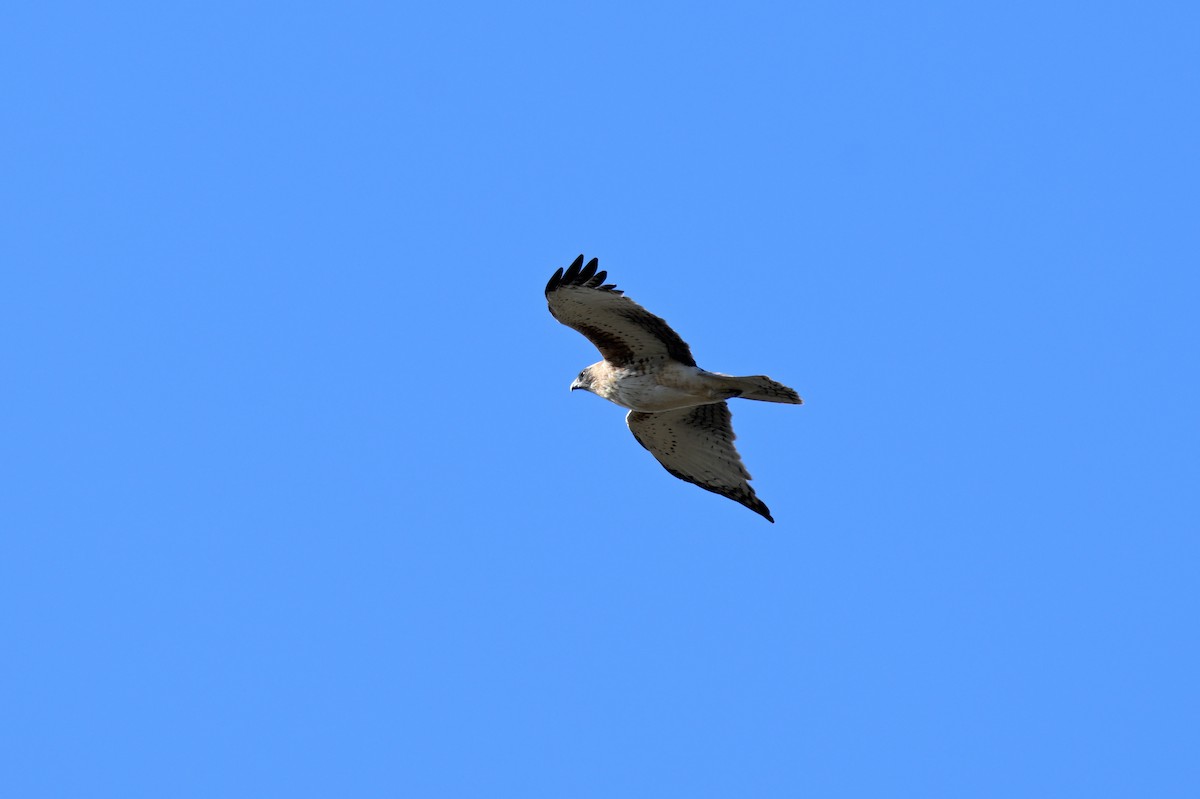 Little Eagle - ML638998903