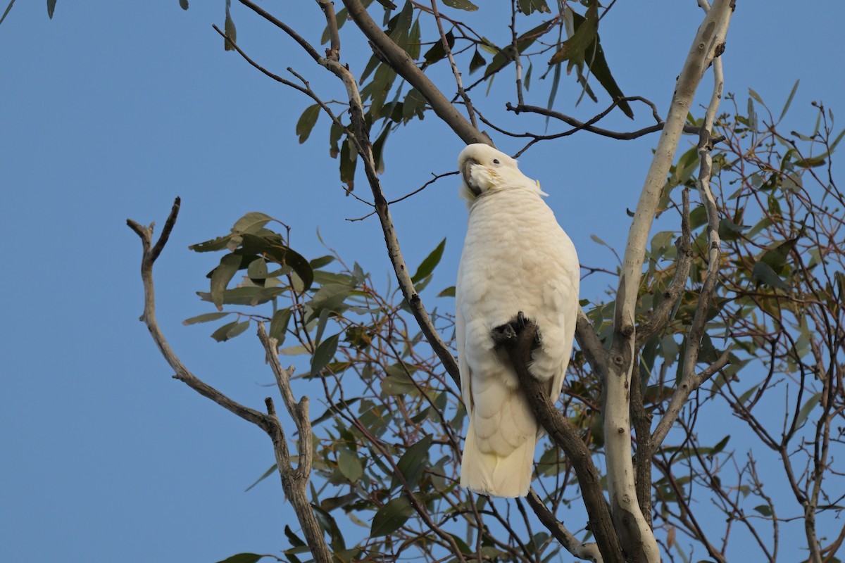 Sulphur-crested Cockatoo - ML638998922