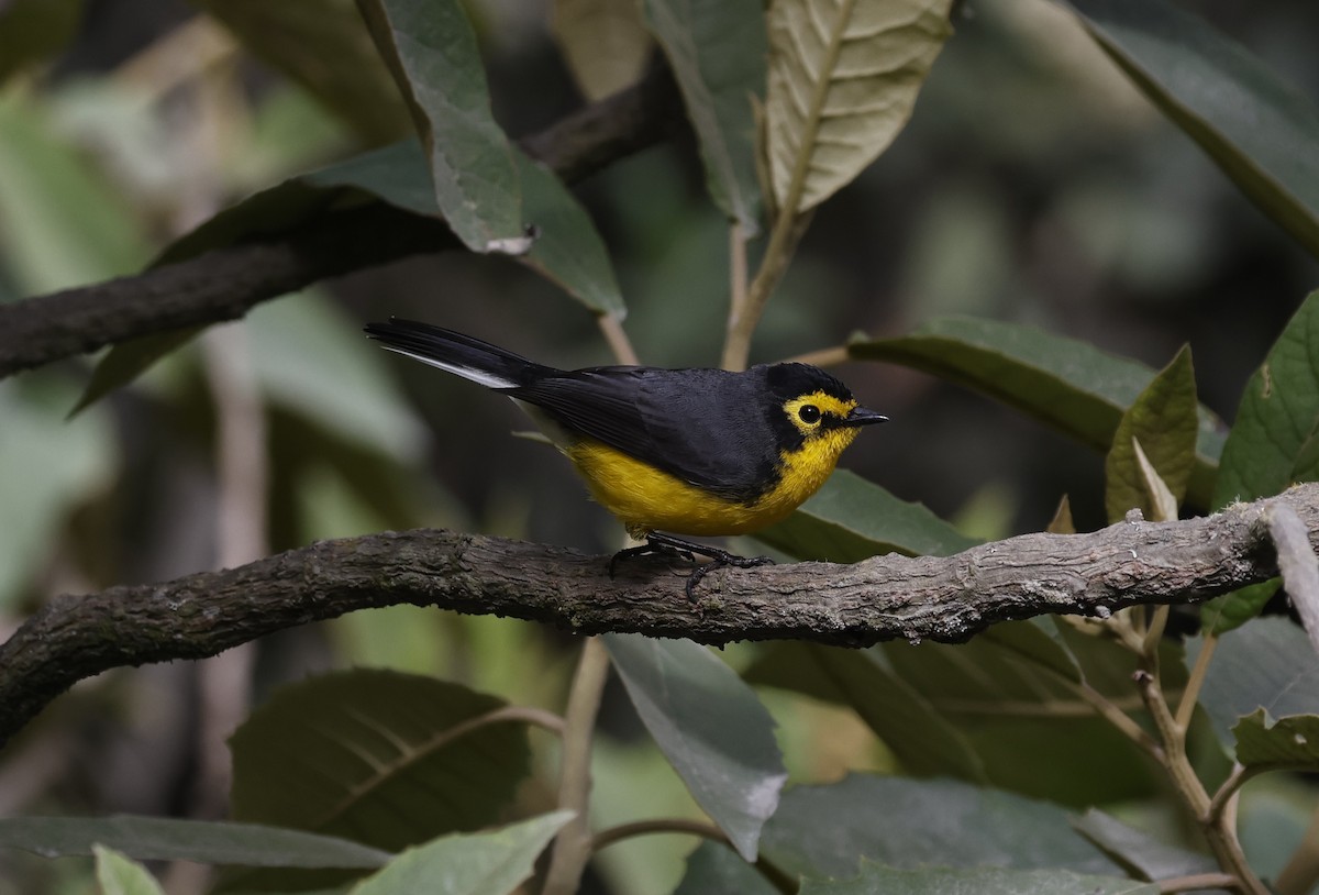 Spectacled Redstart - ML638998924