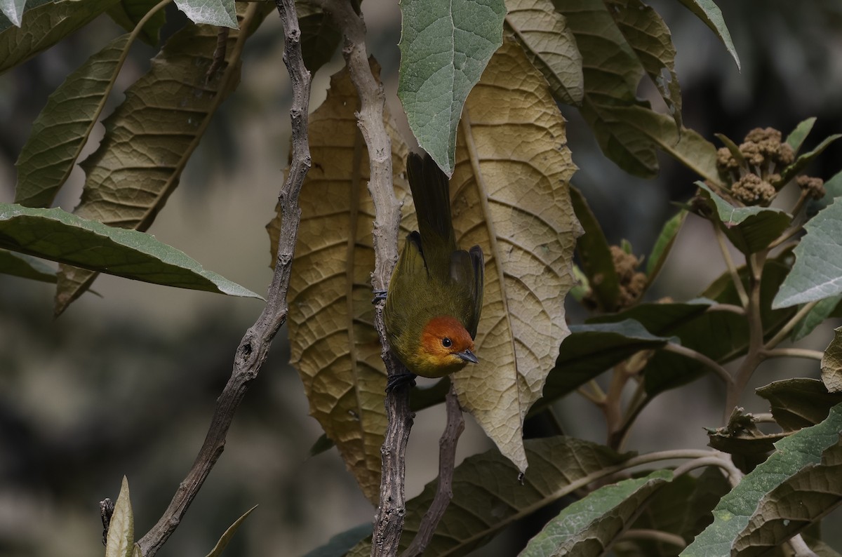 Rust-and-yellow Tanager - ML638998932