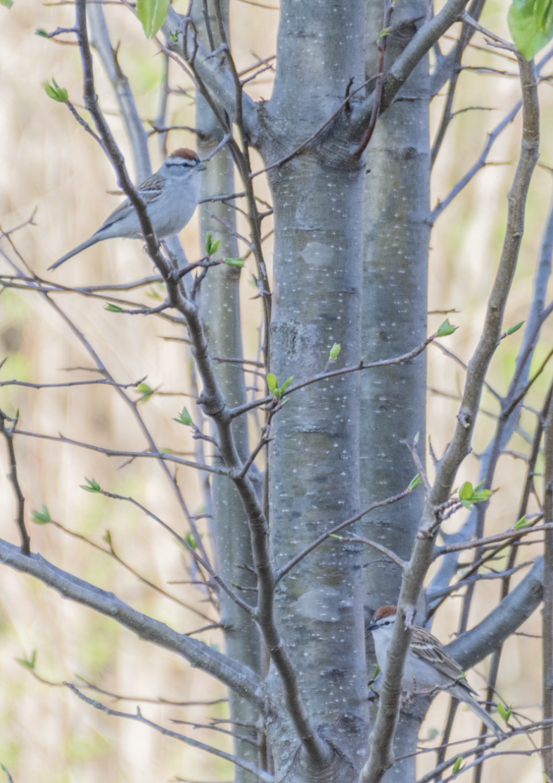 Chipping Sparrow - ML638998933