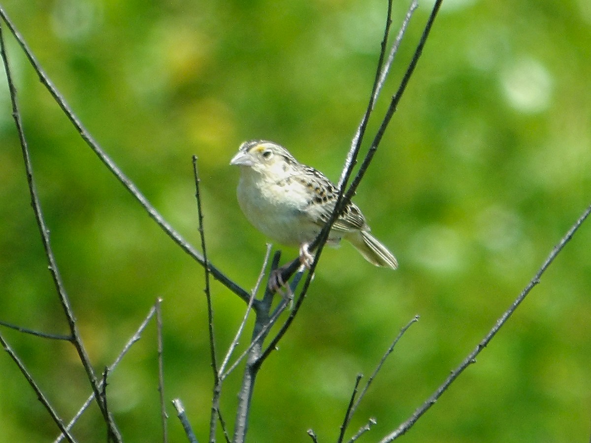 Grasshopper Sparrow - ML638998955