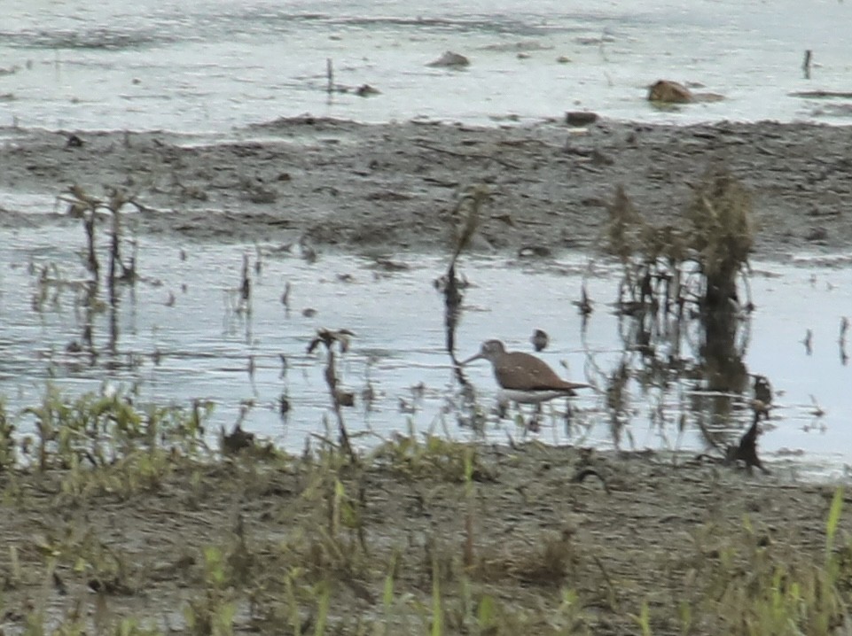 Solitary Sandpiper - ML638998956
