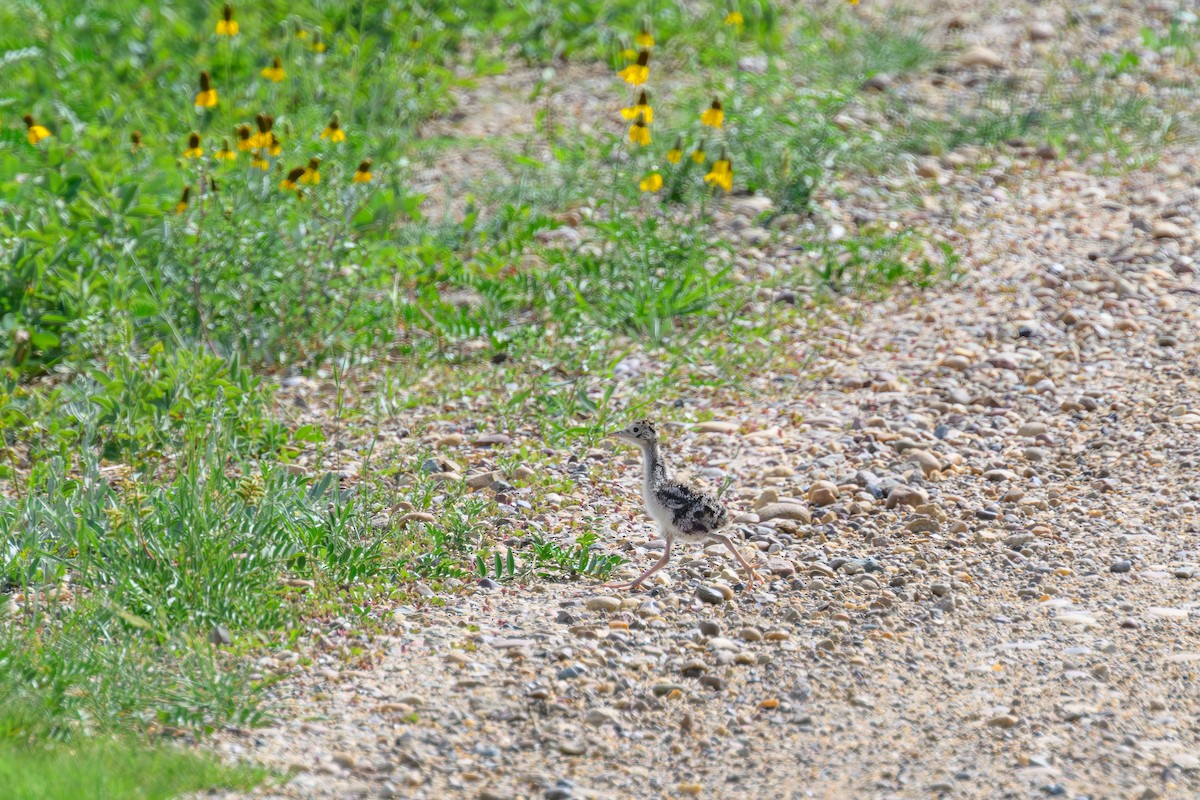 Upland Sandpiper - ML638998958