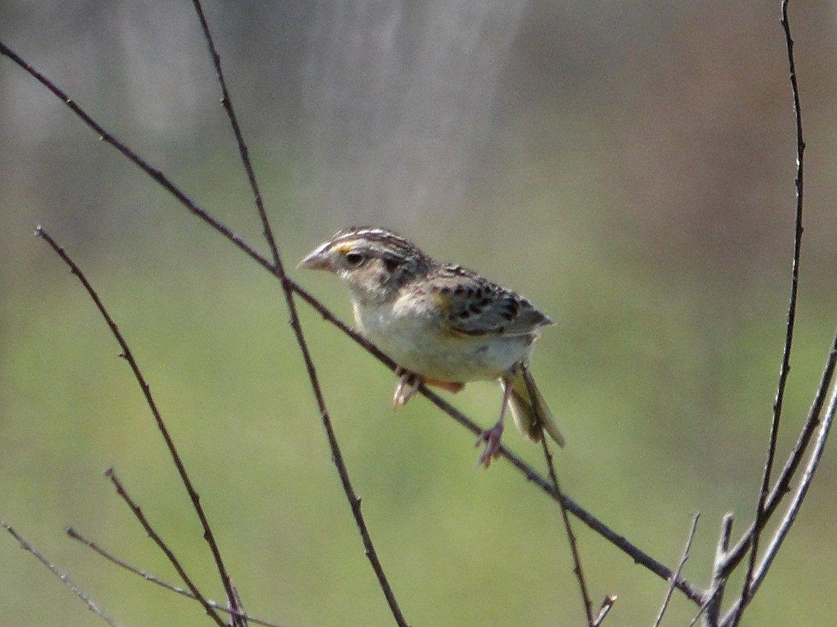 Grasshopper Sparrow - ML638998959