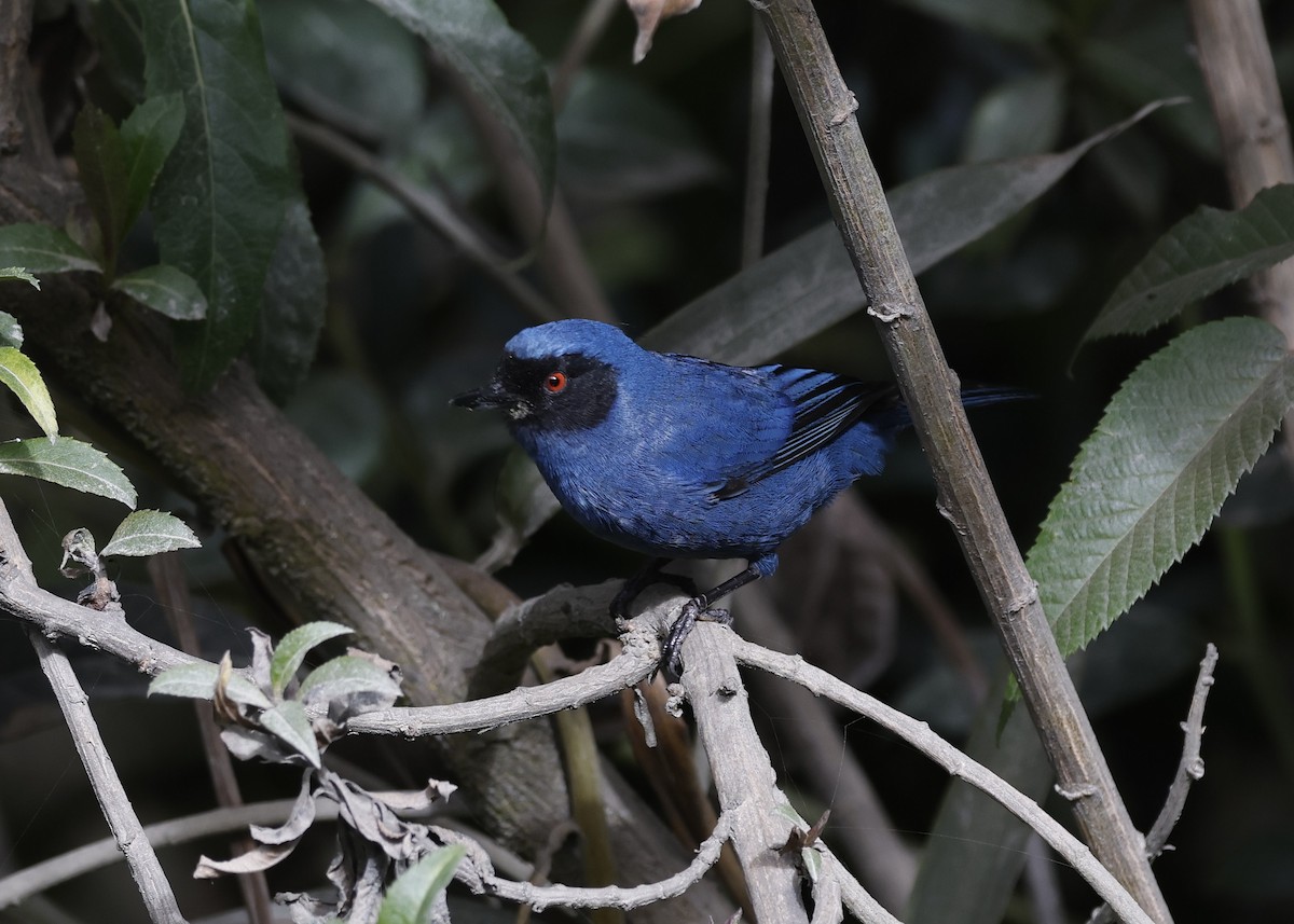 Masked Flowerpiercer - ML638998966