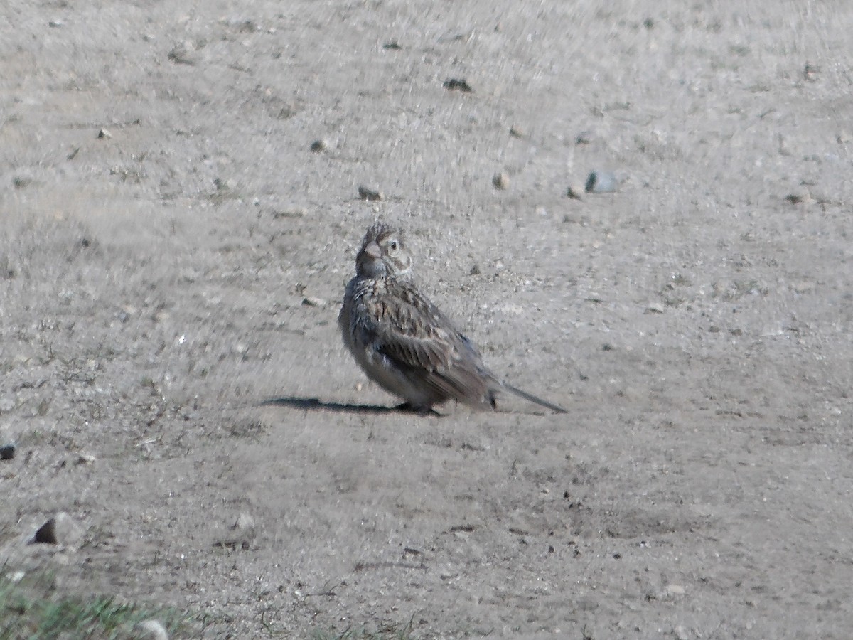 Vesper Sparrow - ML638998974