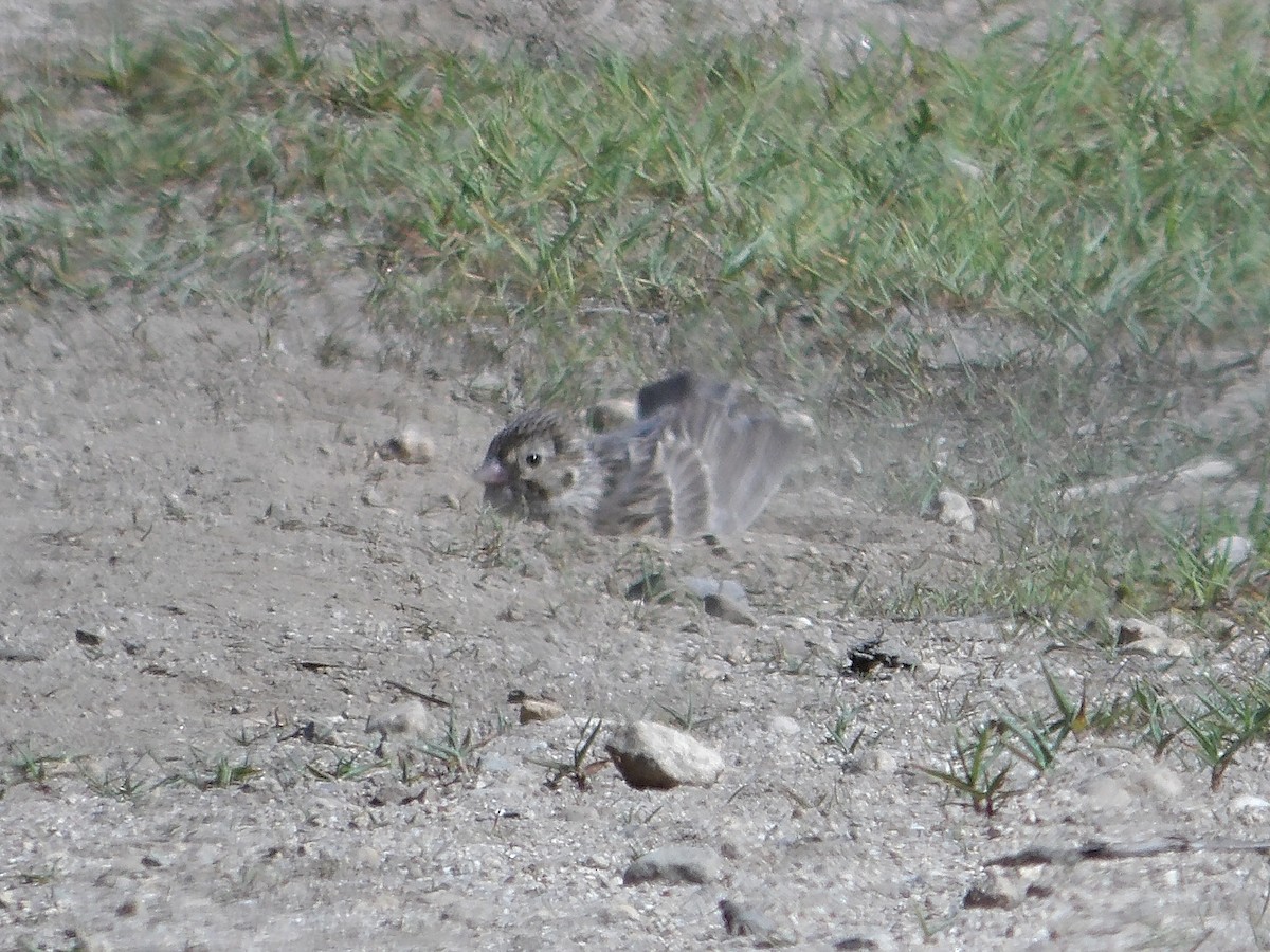 Vesper Sparrow - ML638998980