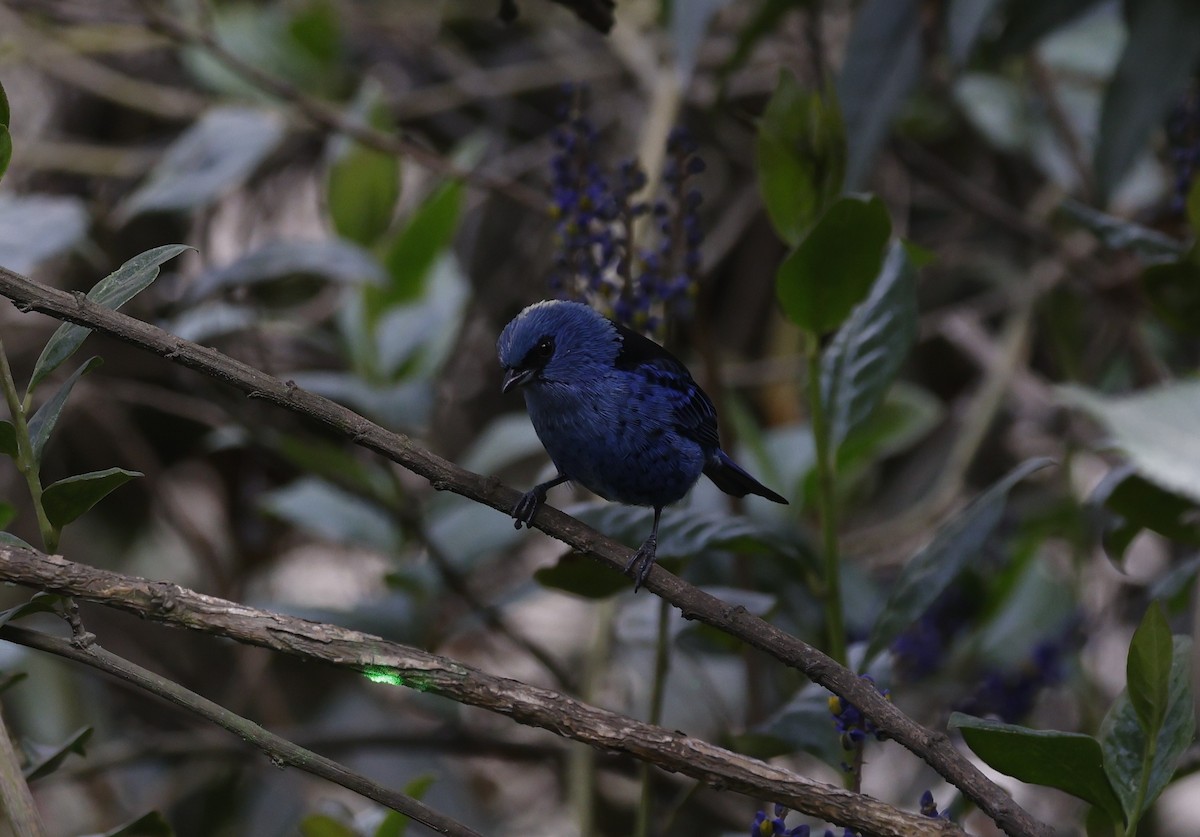 Blue-and-black Tanager - ML638998981