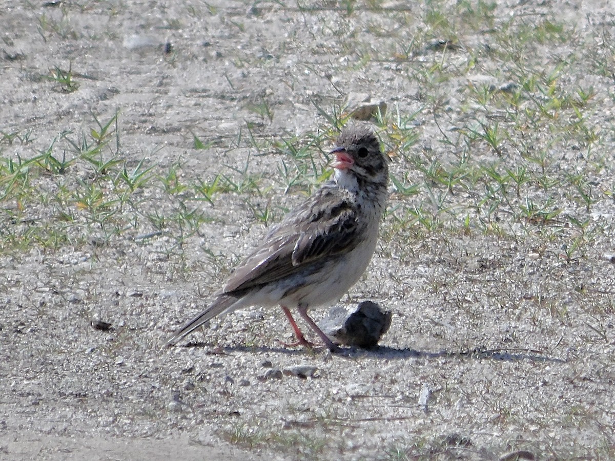 Vesper Sparrow - ML638998983