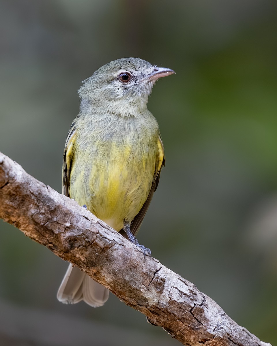 Rough-legged Tyrannulet - ML638999002