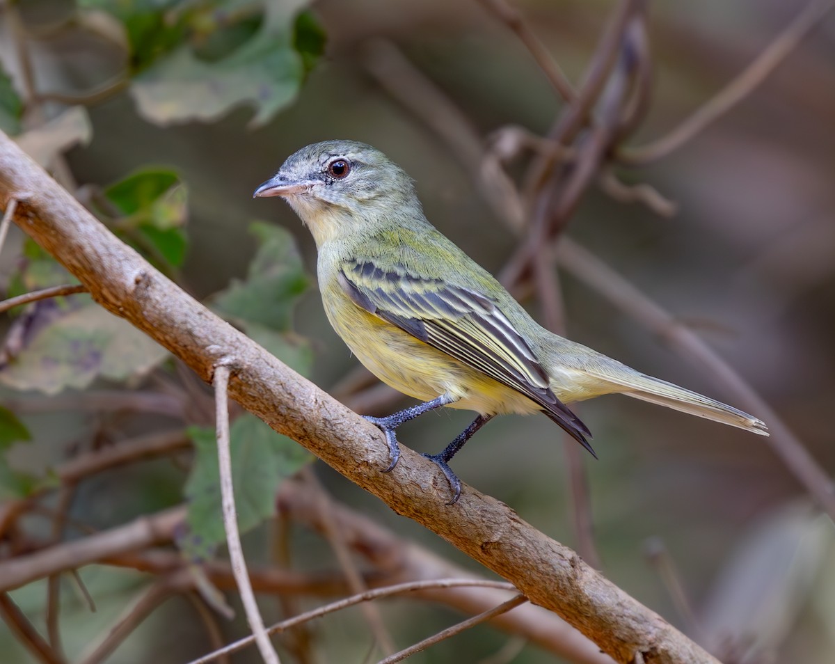 Rough-legged Tyrannulet - ML638999004