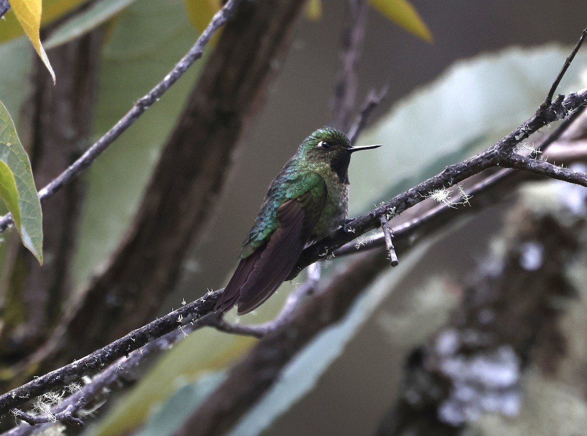 Tyrian Metaltail - ML638999028