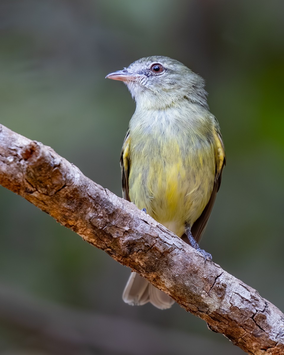Rough-legged Tyrannulet - ML638999041