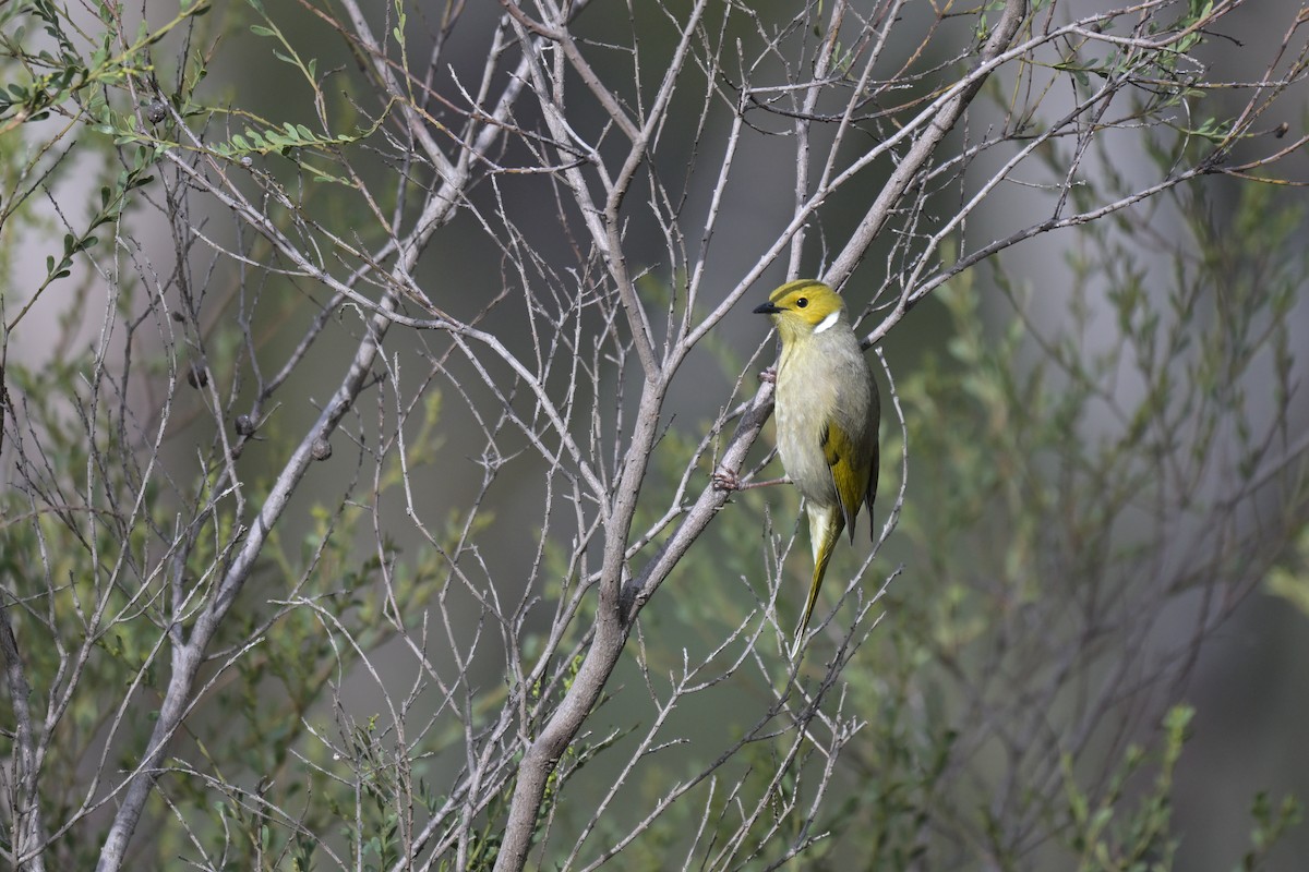 White-plumed Honeyeater - ML638999042