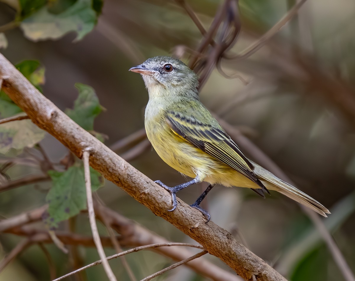 Rough-legged Tyrannulet - ML638999043