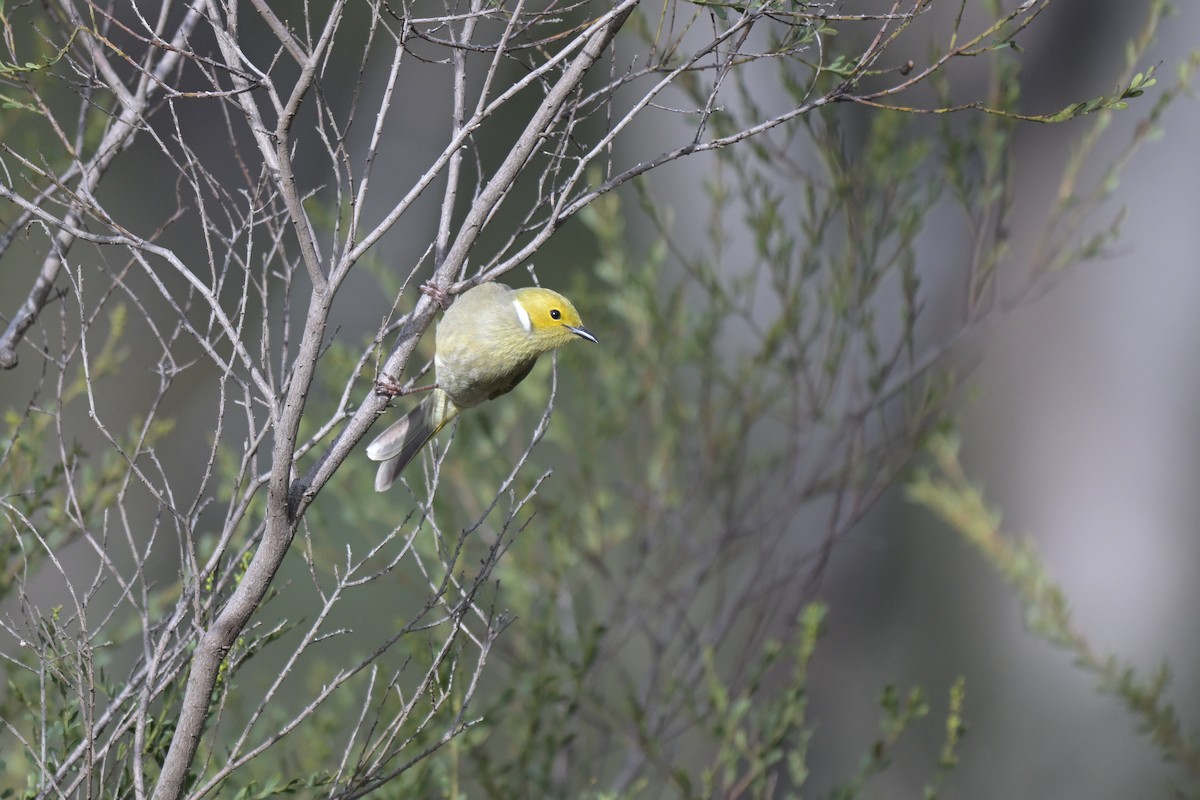 White-plumed Honeyeater - ML638999044