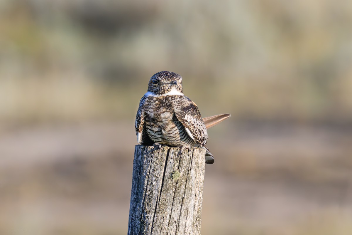 Common Nighthawk - ML638999047