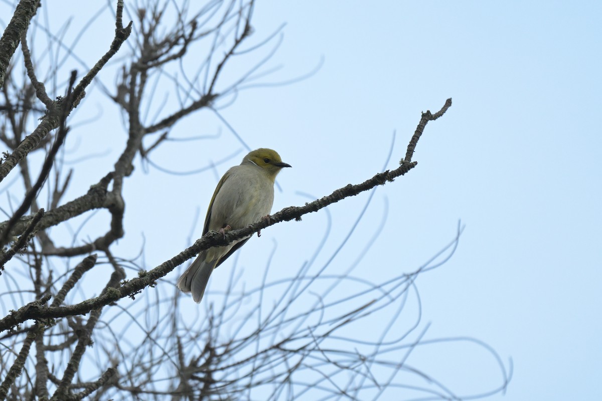 White-plumed Honeyeater - ML638999048