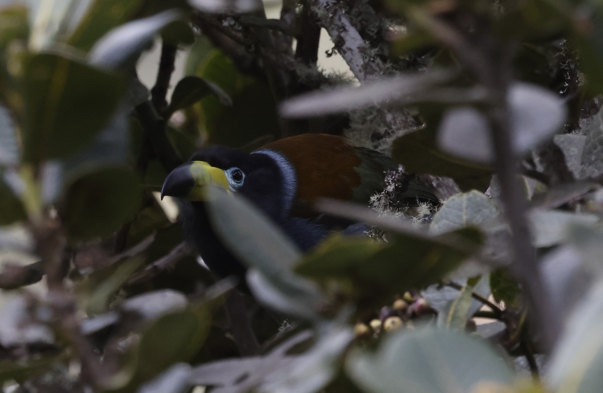 Hooded Mountain-Toucan - ML638999049