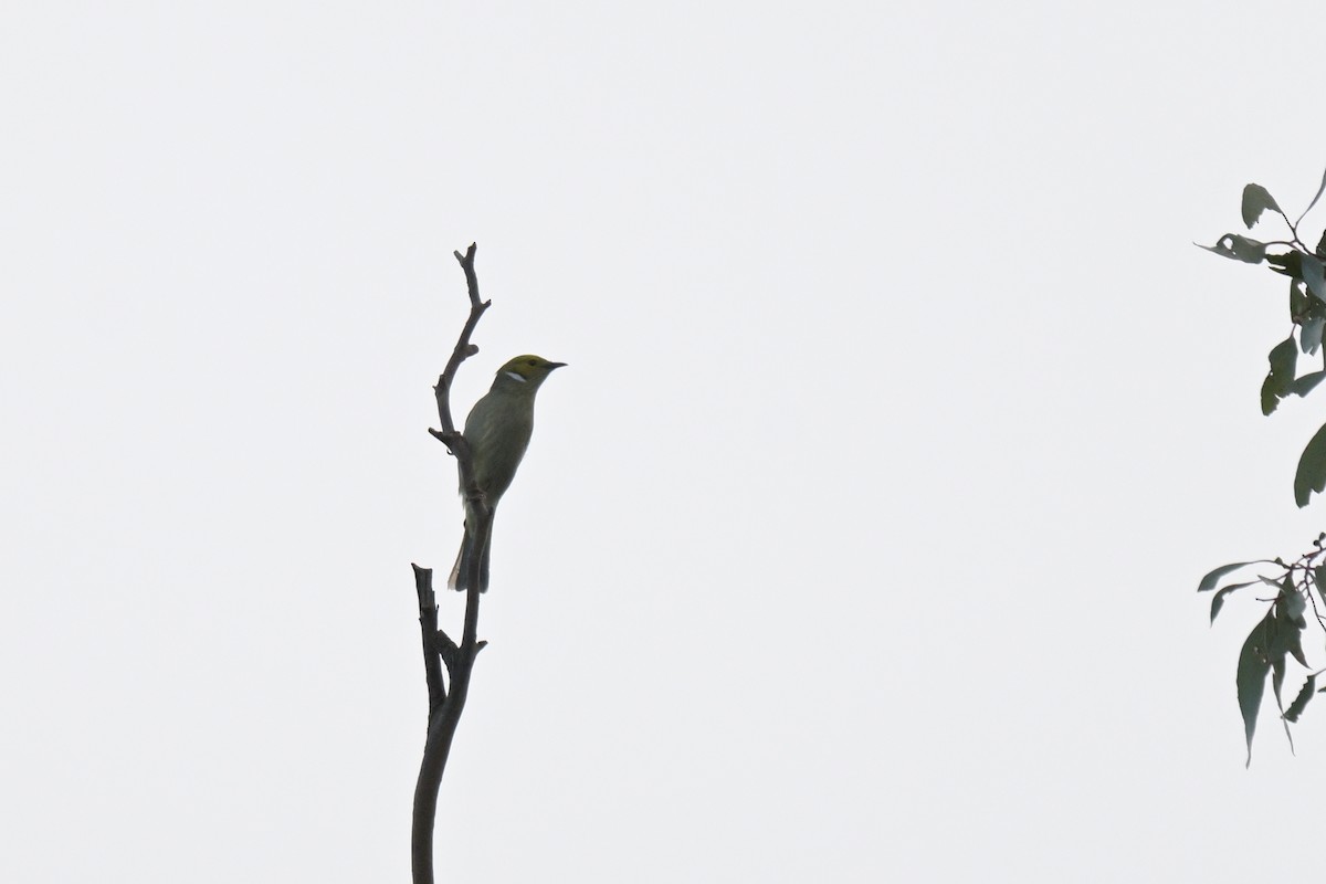 White-plumed Honeyeater - ML638999057