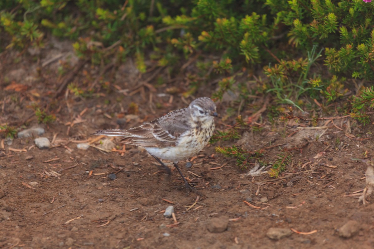 American Pipit - ML638999058
